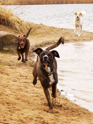 Hundebetreuung Friedrichshain 1